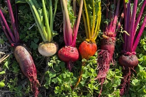 やさいのキラメキセット(5種類)