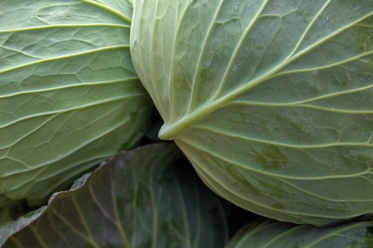 やさいのキラメキセット（5種類） 3