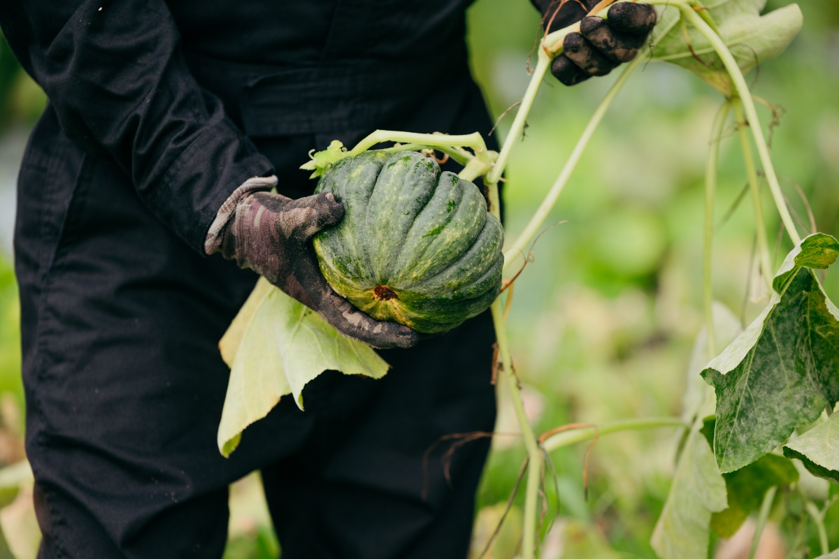 やさいのキラメキセット（5種類） 4