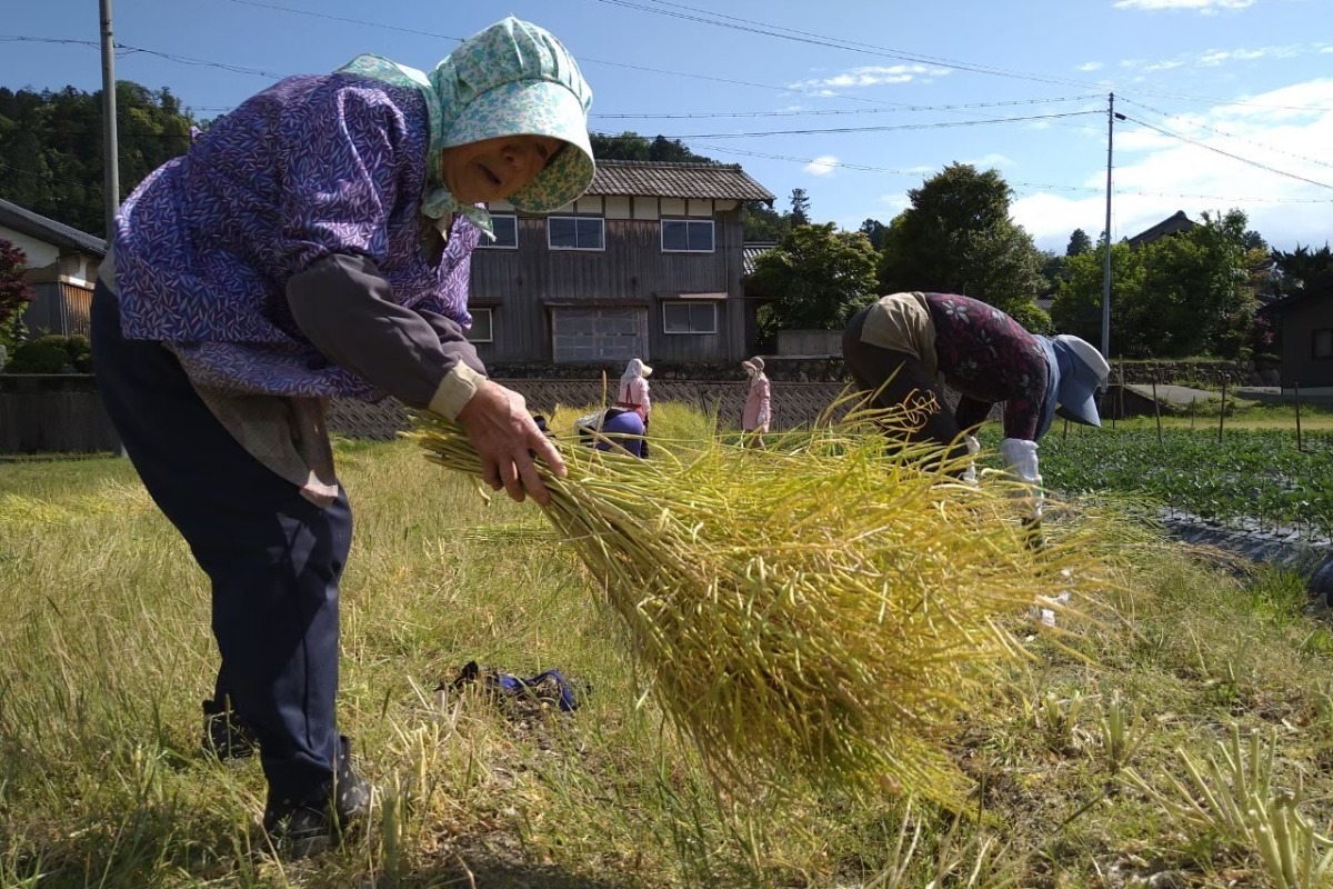 和食に合う粒マスタード 3