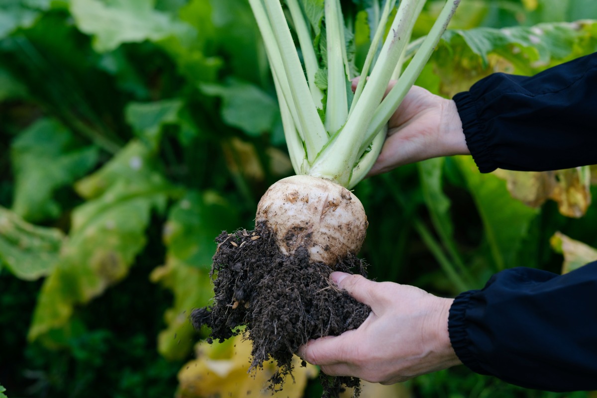 和食に合う粒マスタード 4