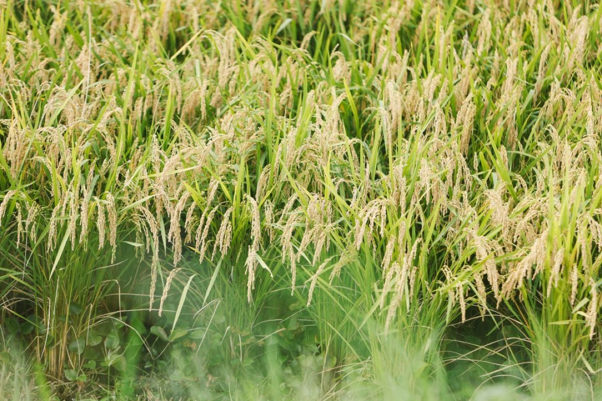 有機栽培米　弥兵衛の幻のもち 2