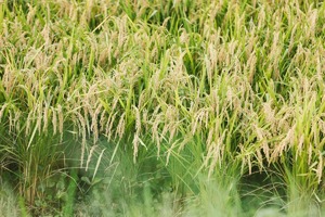 有機栽培米　弥兵衛の幻のもち