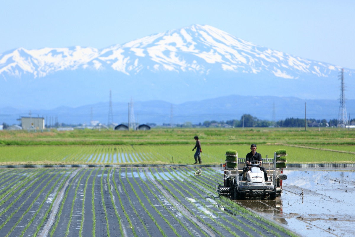 有機栽培米　弥兵衛の幻のもち 4