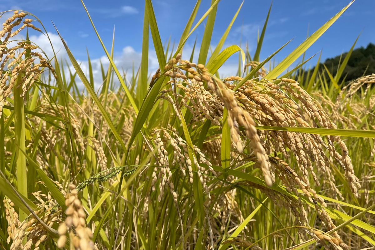 特別栽培米2kg 2