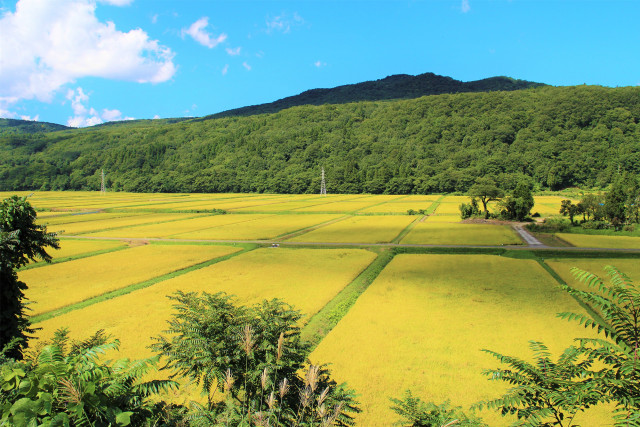 【さくら】魚沼産コシヒカリ 3