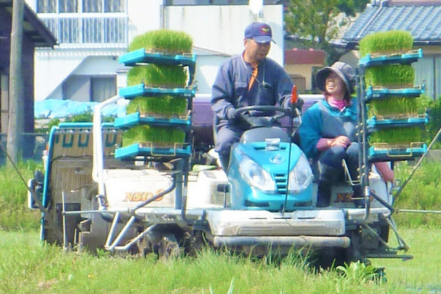 【やまぶき】魚沼産コシヒカリ 2