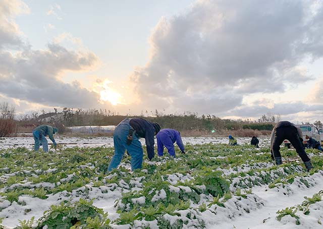 【わかたけ】秋田白神 満足セット 3