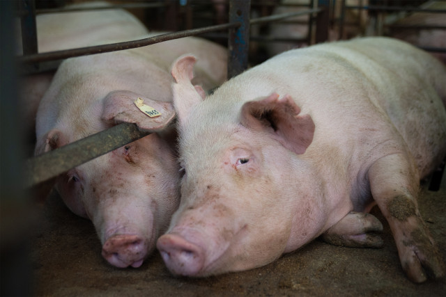 大西海ＳＰＦ豚特選ロース 3