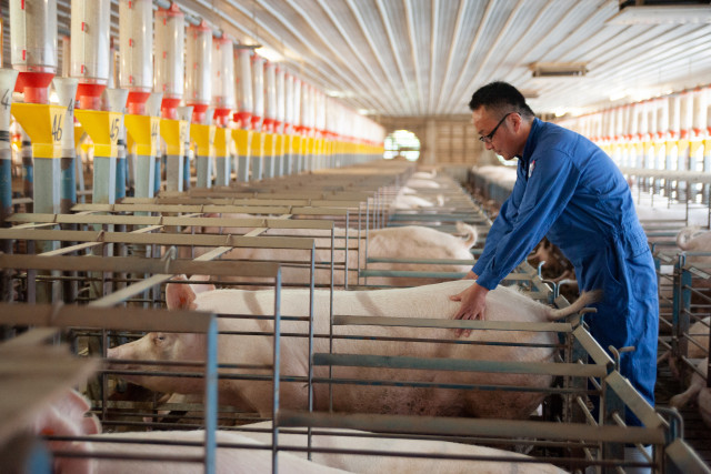 大西海ＳＰＦ豚特選ロース 4