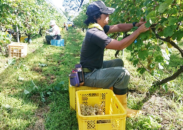 【わかたけ】雪室熟成　レッドウルフ（赤） 3
