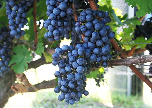 【わかたけ】雪室熟成　レッドウルフ（赤） 4