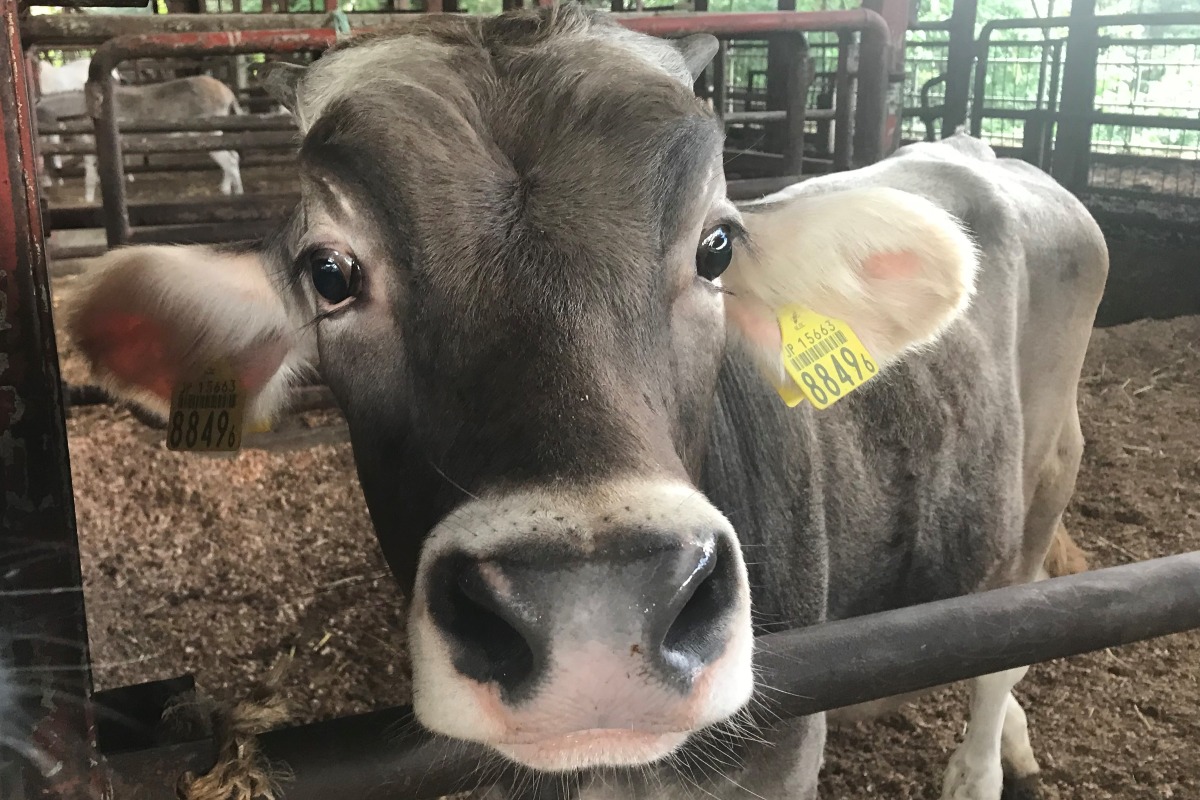 秩父カマンベール 4