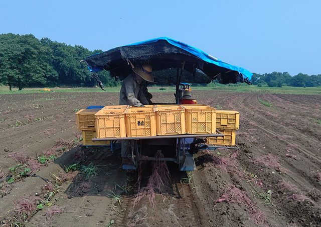 【わかたけ】紅はるか5㎏セット 3