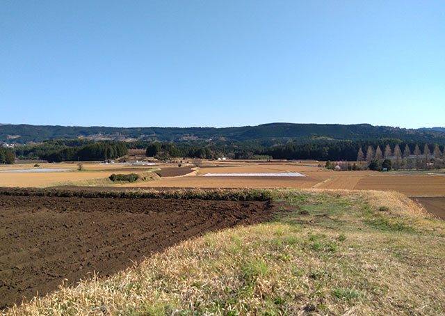 【わかたけ】紅はるか5㎏セット 4