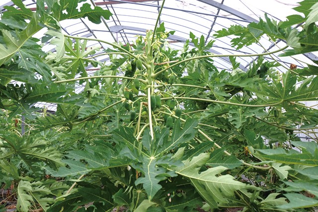 尾道パパイヤとパパイヤ加工品セット 3