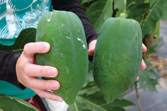 尾道パパイヤとパパイヤ加工品セット 4