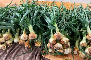 お任せ野菜セットMサイズ