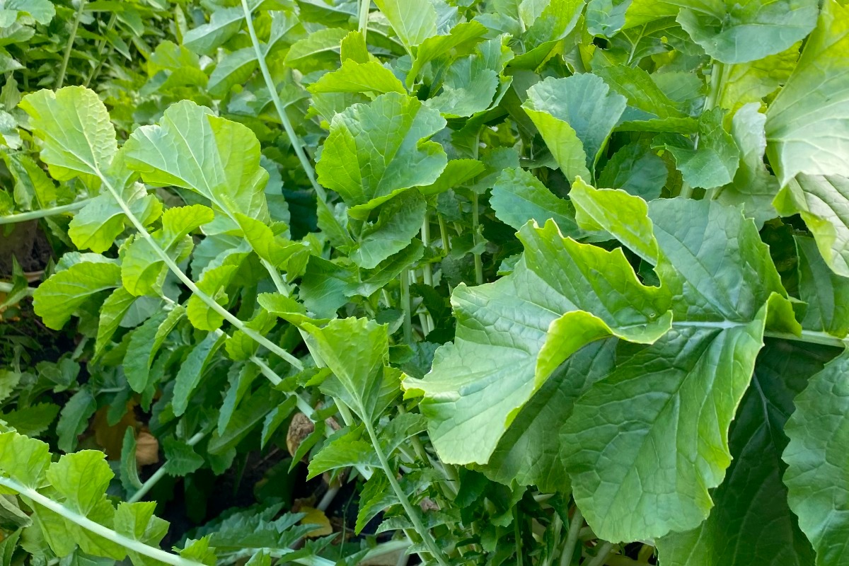 お任せ野菜セットMサイズ 3