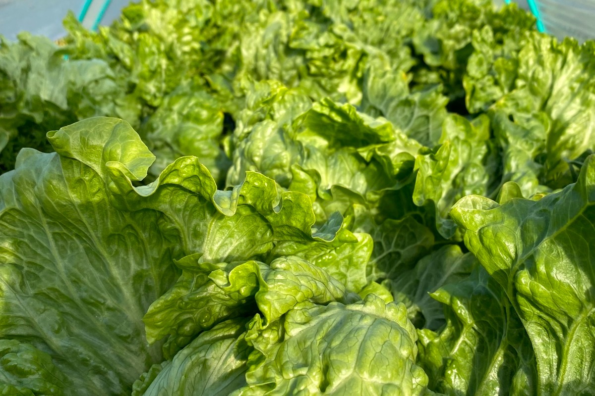 お任せ野菜セットMサイズ 4