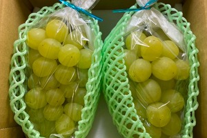 シャインマスカット 1kg