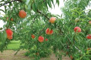 季節厳選品種 人と自然がよろこぶ完熟桃