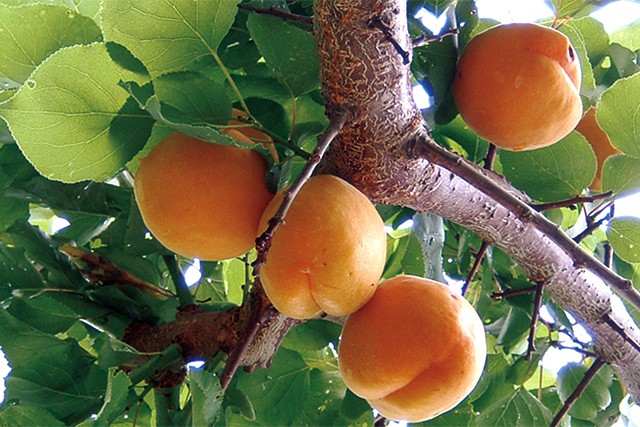 果樹園の手作りジャム&ジュースセット 2