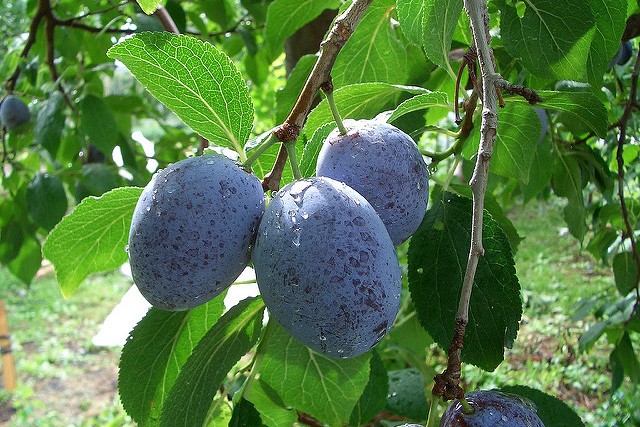 プルーンと旬の野菜セット 2