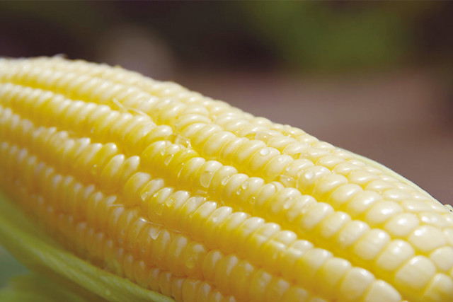 八ヶ岳 生とうもろこし 2