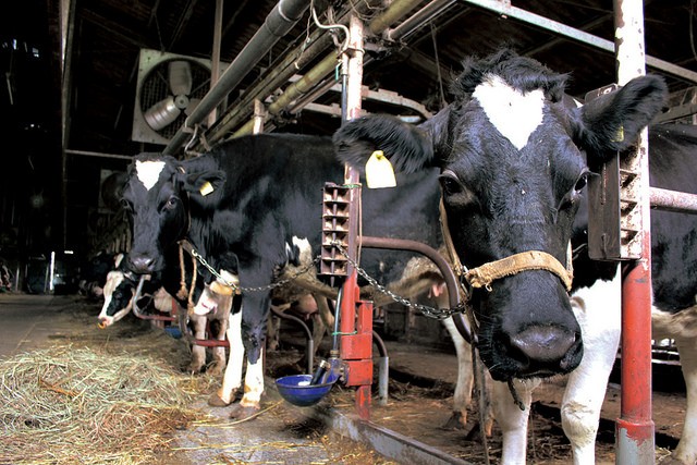 48‘‘クリーミーヨーグルト 2