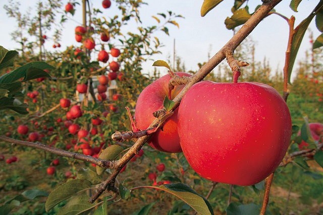 ユッキーのりんごジュース 2