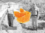 佐木島の旬の柑橘