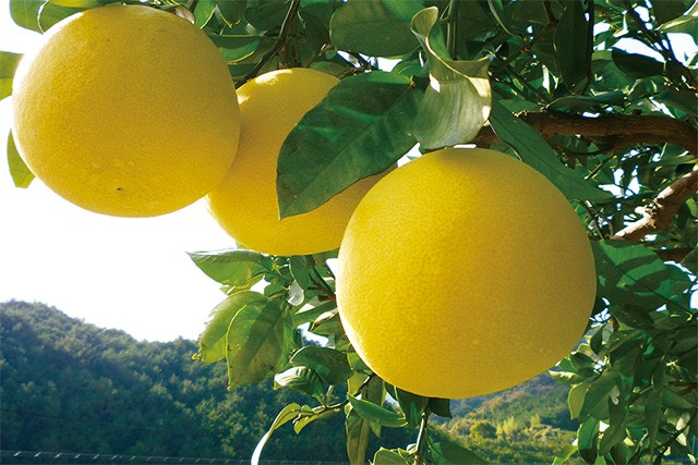 家族団らん 土佐文旦 2