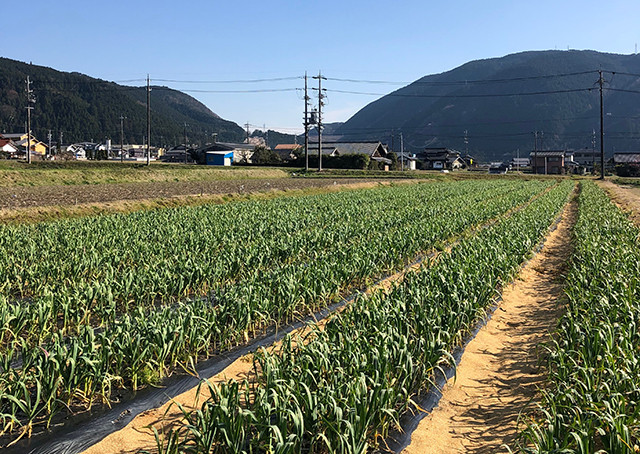 生産者よりすぐりにんにくセット 4