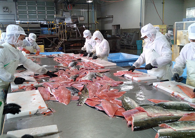 北海道の魚で造った宝鮭を使った鮭ほぐし 3