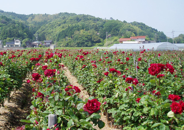 奥出雲薔薇園のバラ色ティータイムセット 4