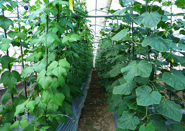 調布市産トマトと 冬野菜詰め合わせ 4