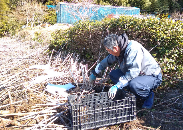 岐阜市産キクイモ 3