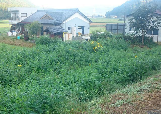 岐阜市産キクイモ 4