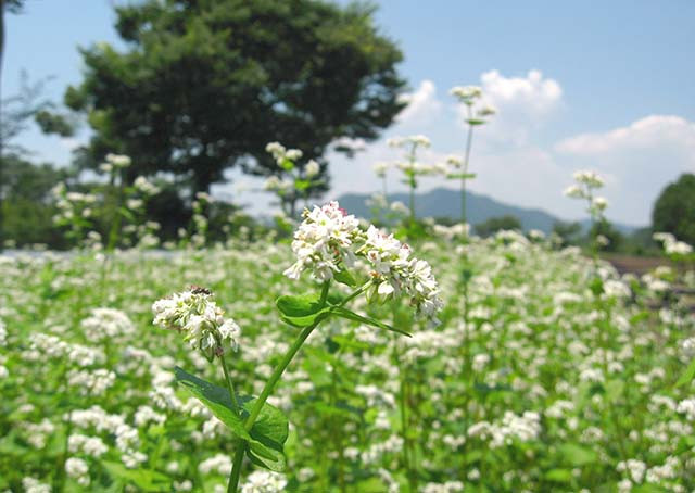 半なま 京蕎麦 味くらべセット 4