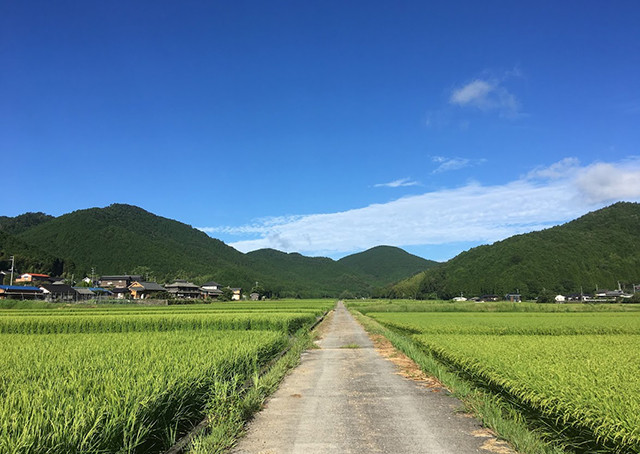 田力米 愛媛ならではのお米セット 4
