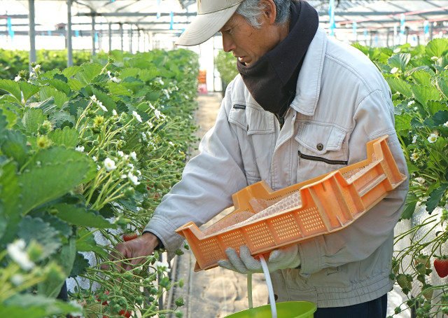いちご専業農家の贅沢ジャムセット 3