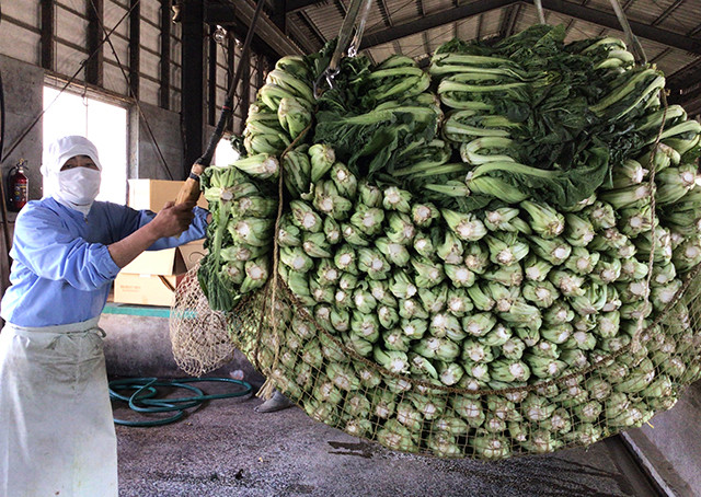 長崎産若生姜と彩りたかな 4