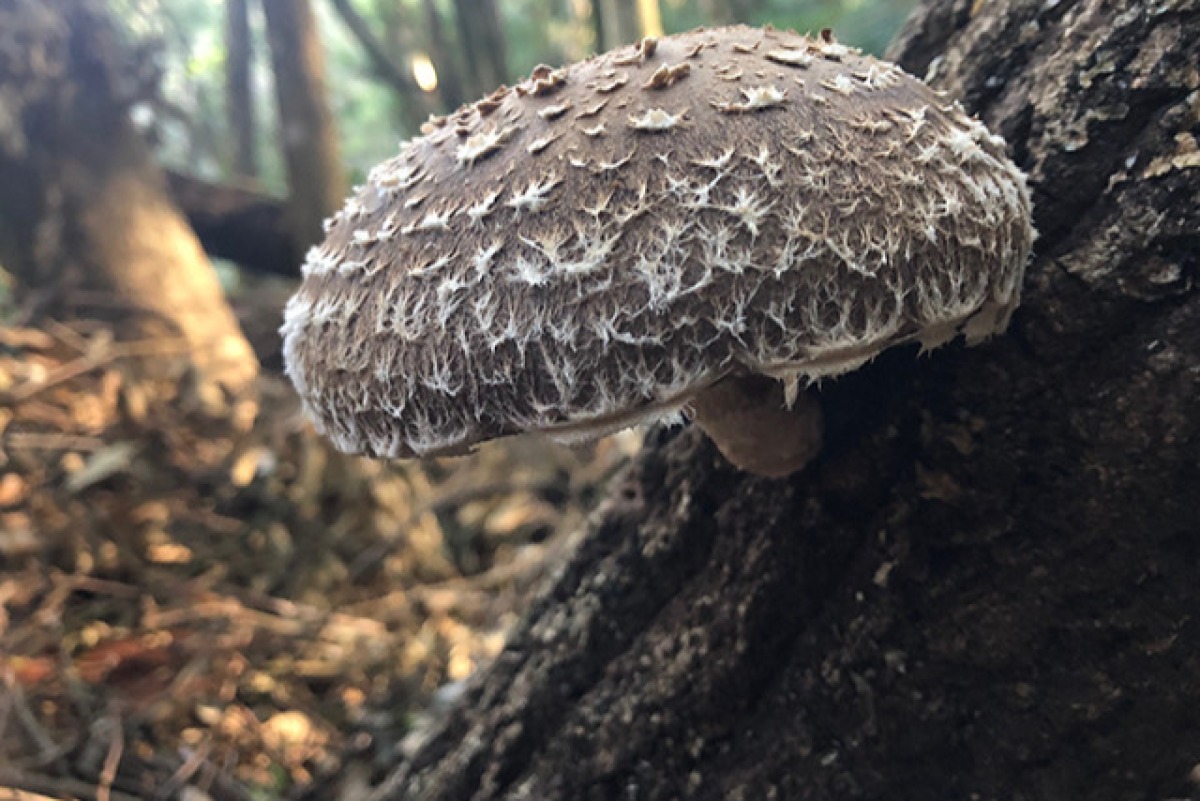 【やまぶき】大分県産原木椎茸ギフト 4