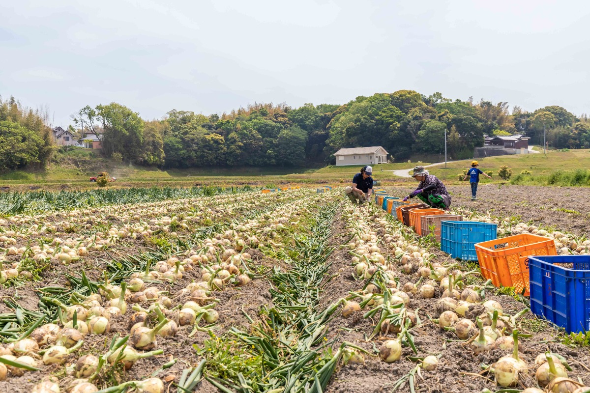 淡路島のとろ甘玉ねぎ　5kg 3