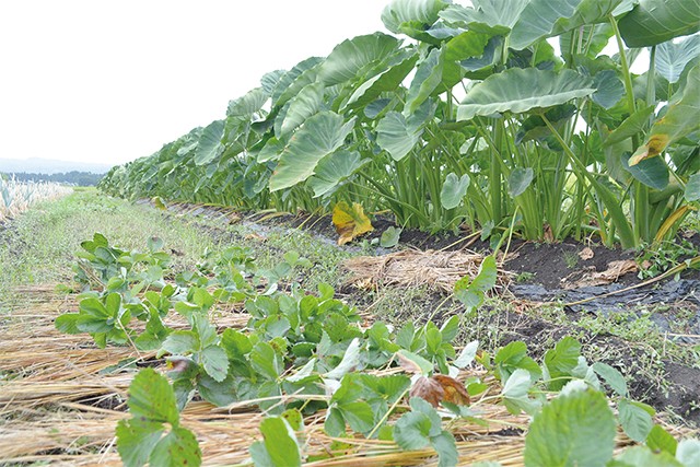 魚沼産の有機米と無農薬栽培の季節野菜 4