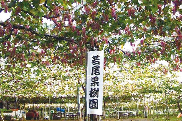 甲州 百 4