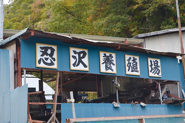 【わかたけ】『甲斐あかね鱒』 スモモークと塩糀漬 4