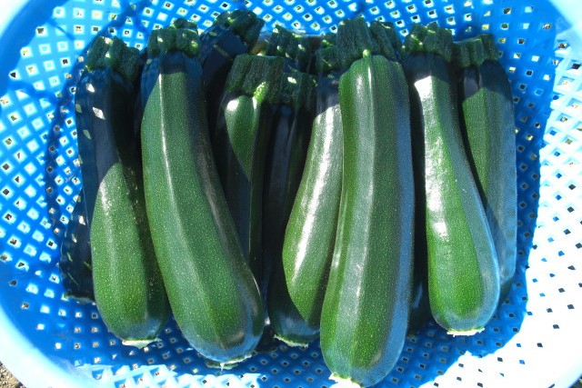 プルーンと旬の野菜セット 4