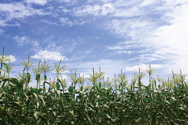 嶽きみ（とうもろこし） 4